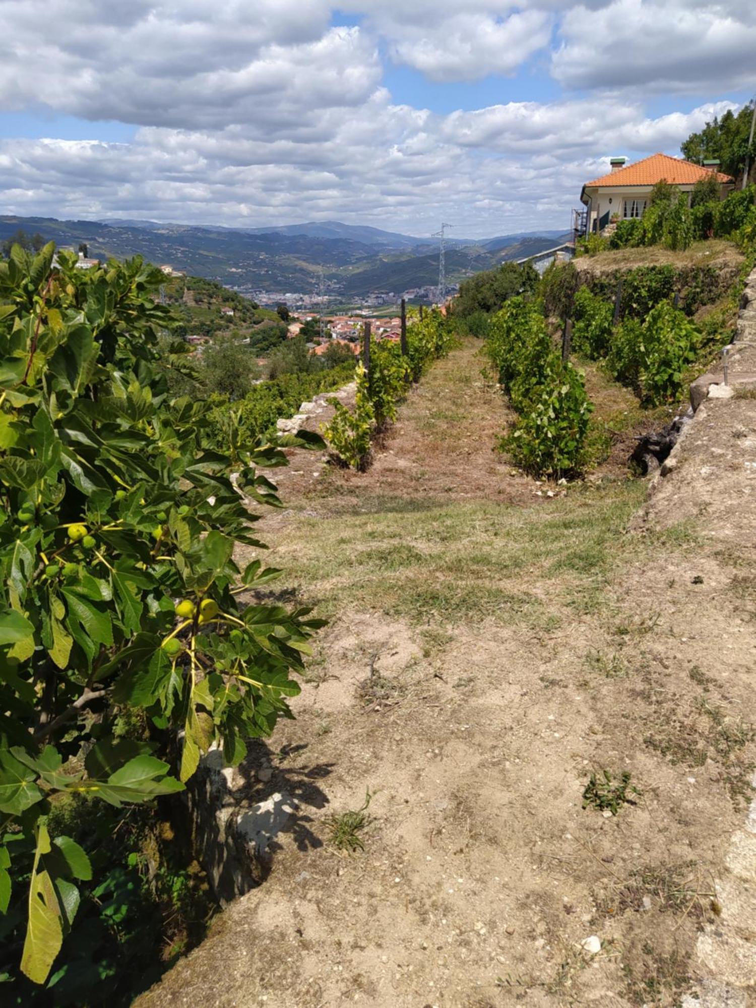 Quinta De Penelas Lamego Bagian luar foto