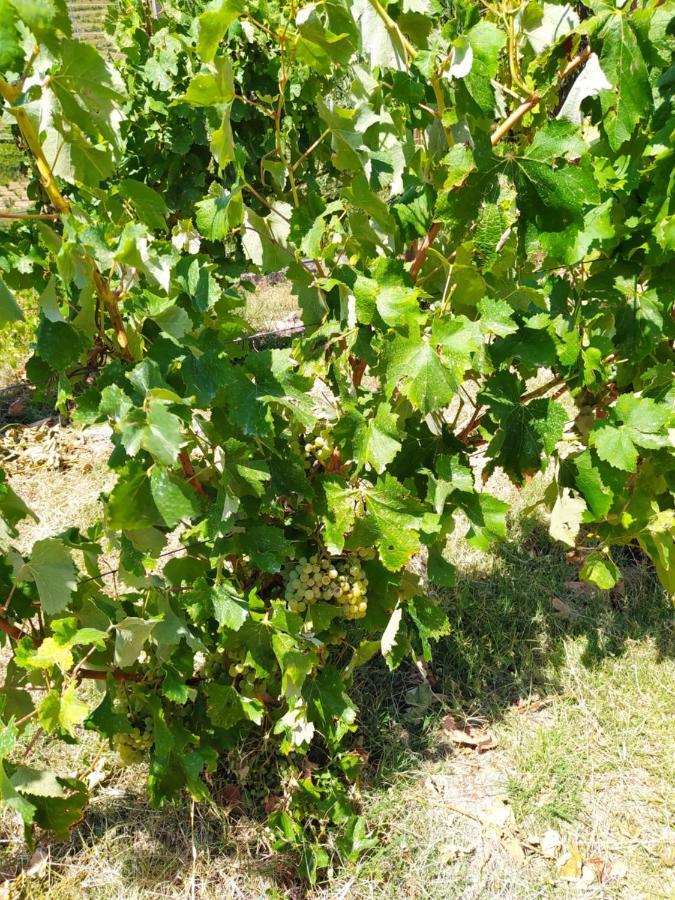 Quinta De Penelas Lamego Bagian luar foto